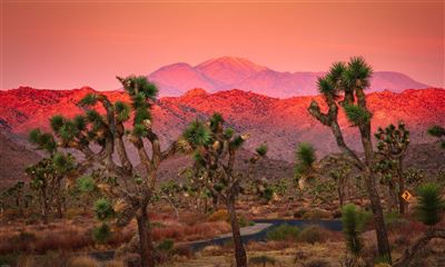 Joshua Tree National Park in der Abendsonne